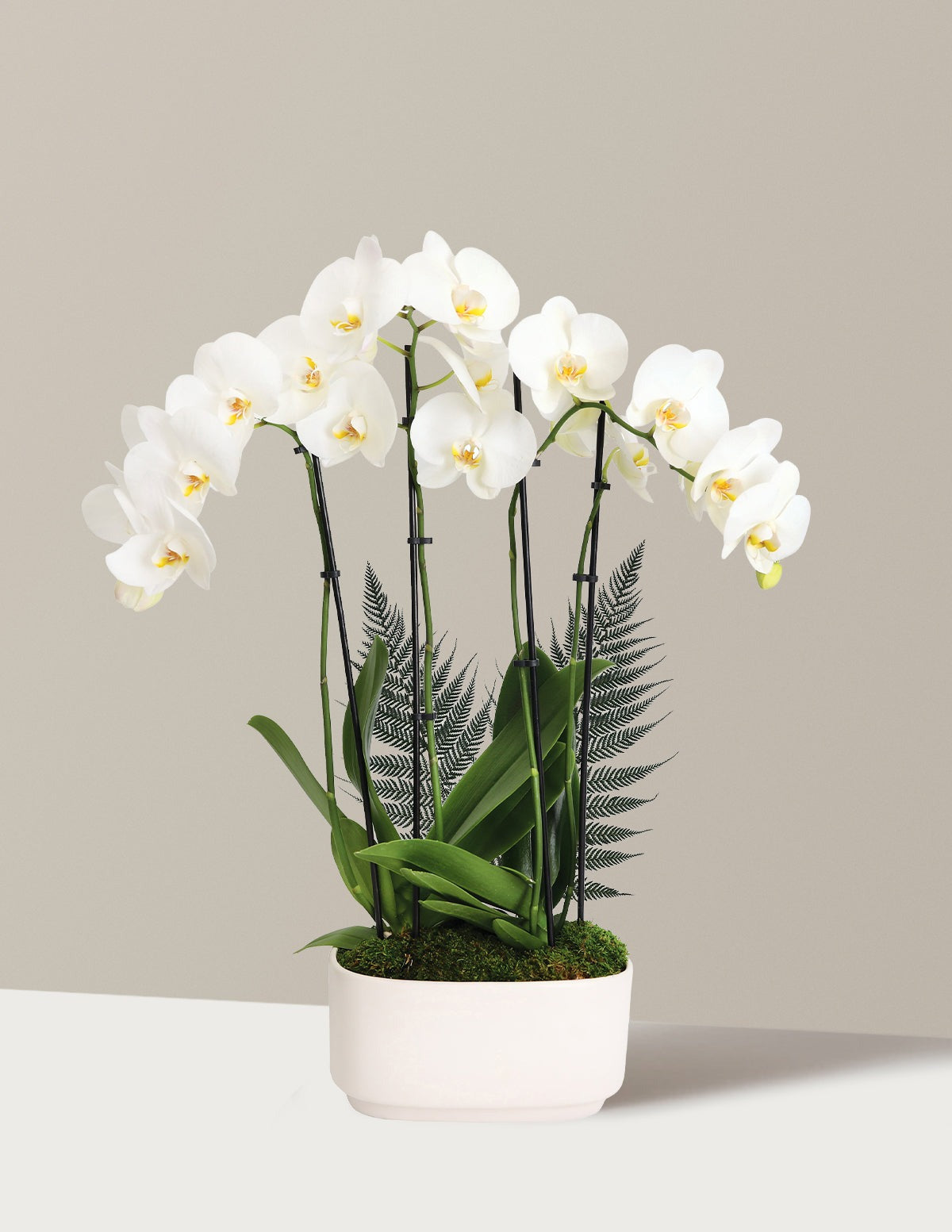 Large Double Orchid