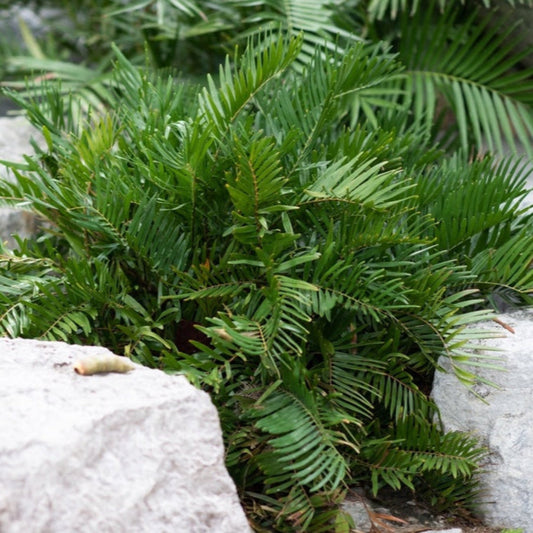 Coontie Palm