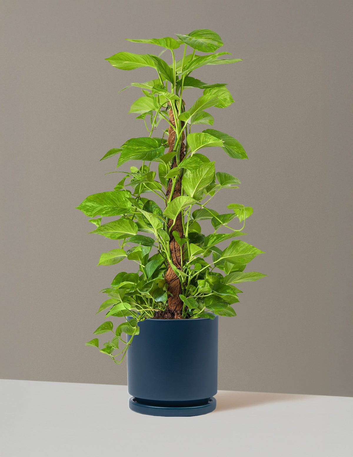 Golden Pothos Totem