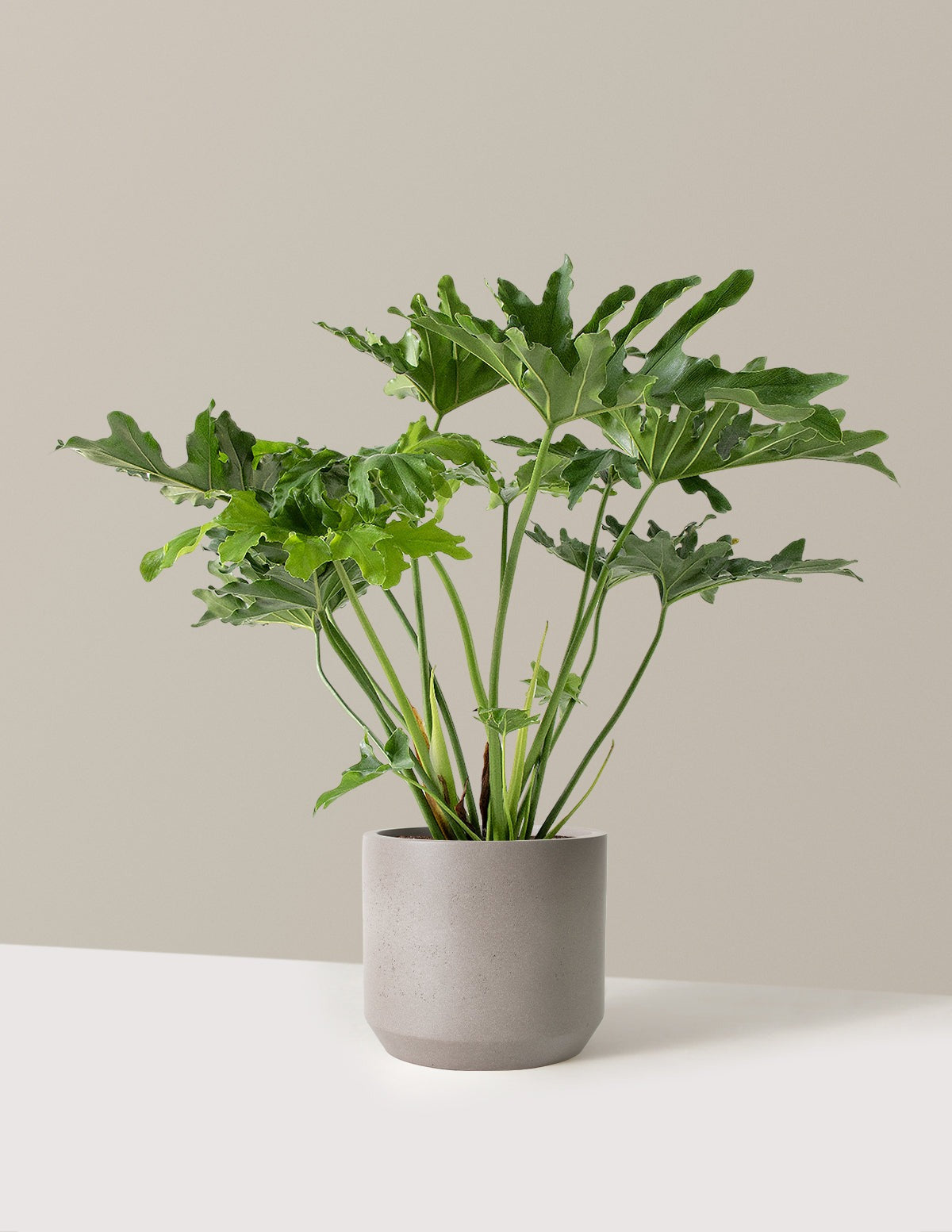 Large Philodendron Selloum Hope