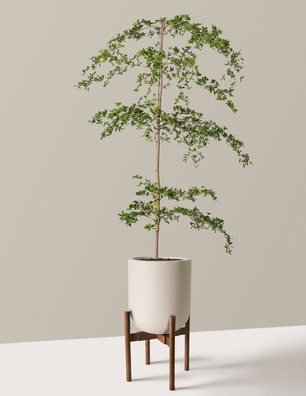 Black Olive Tree