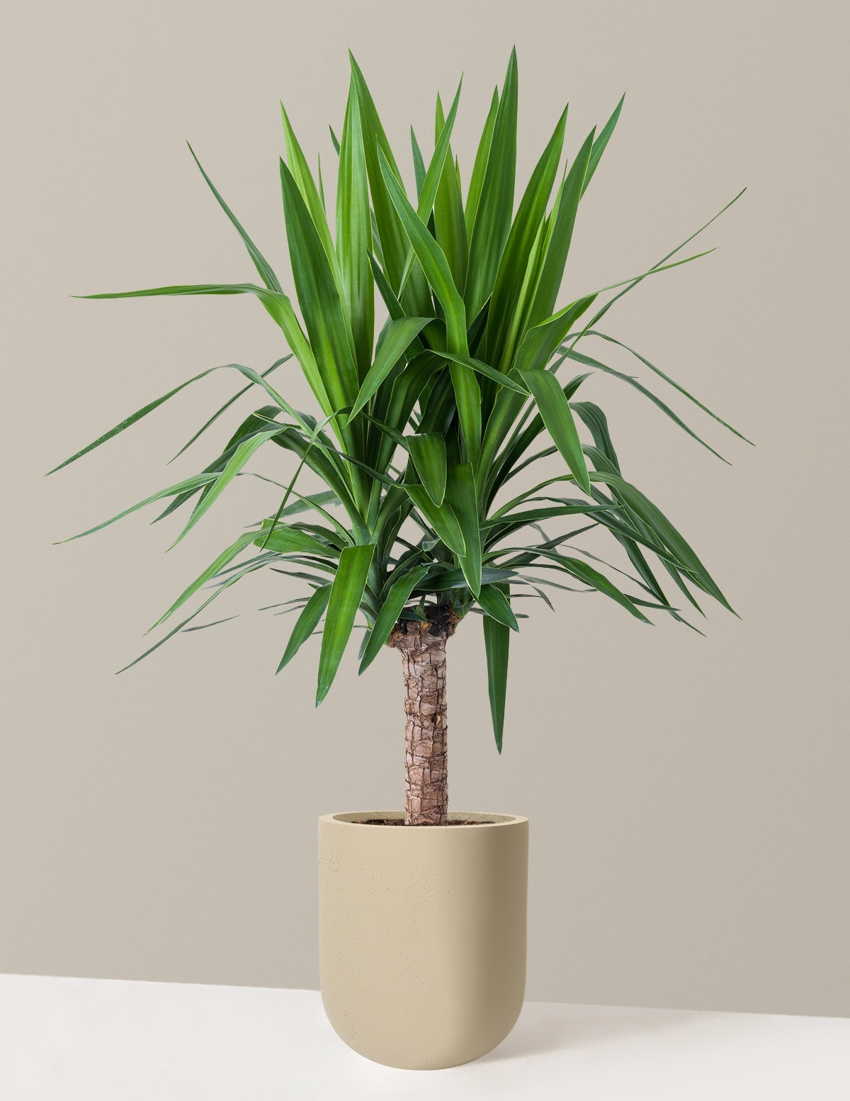 Yucca Plant Single Stem