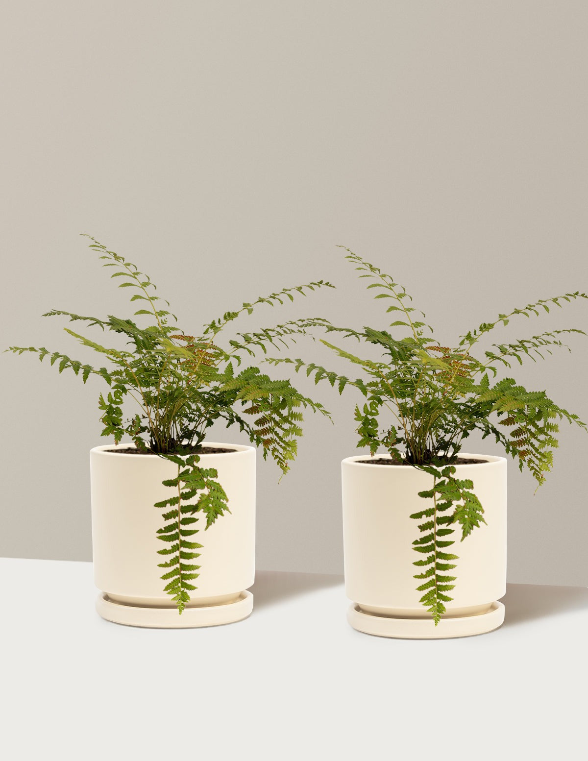 Cinnamon Fern