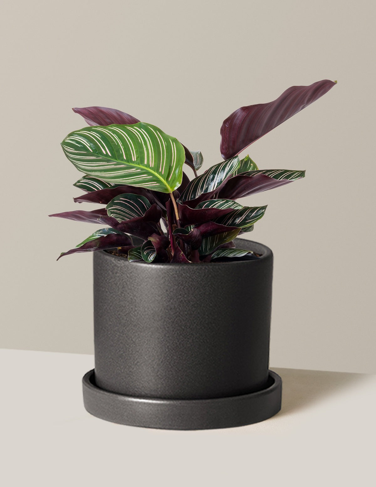 Calathea Pinstripe