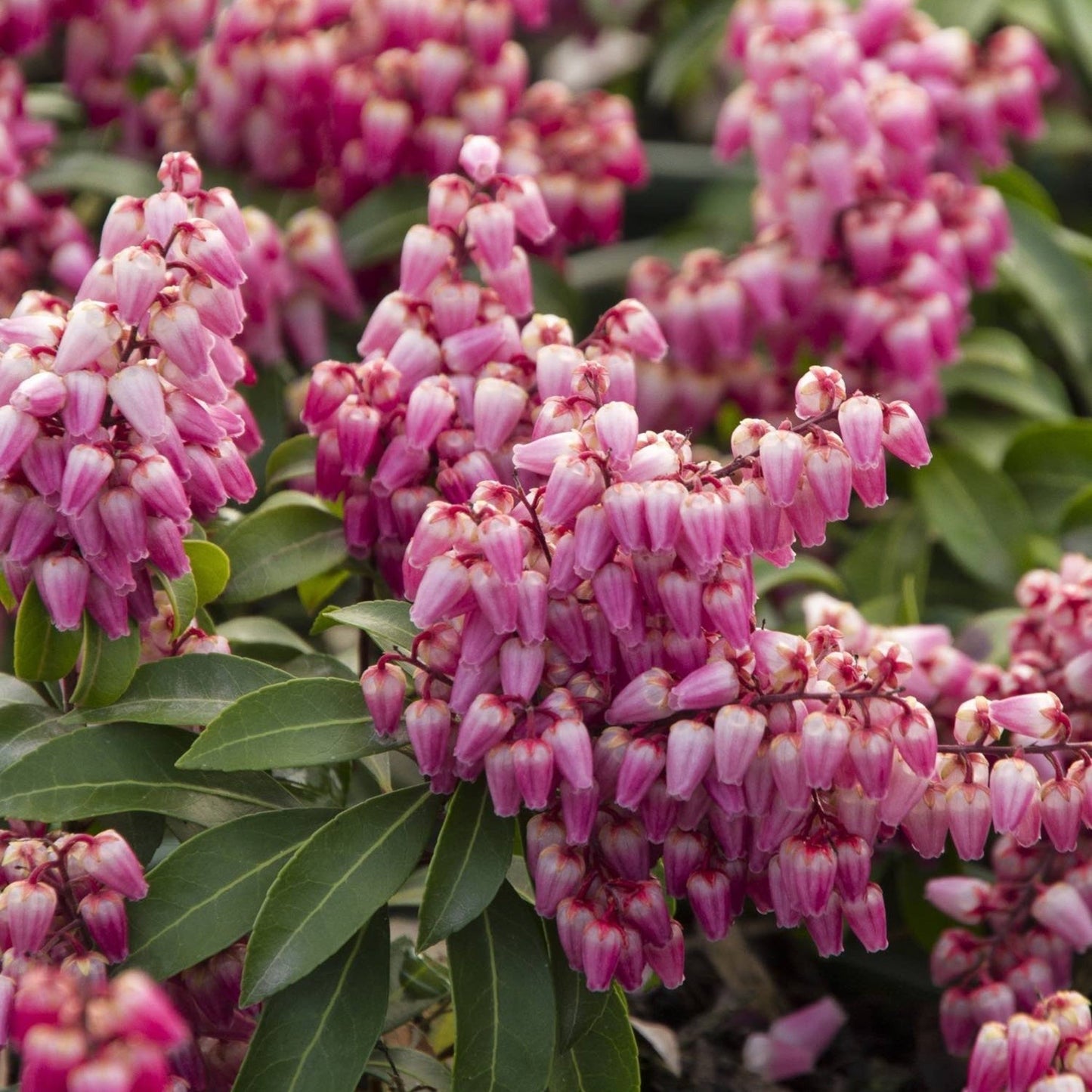 Enchanted Forest® Impish ElfTM Pieris