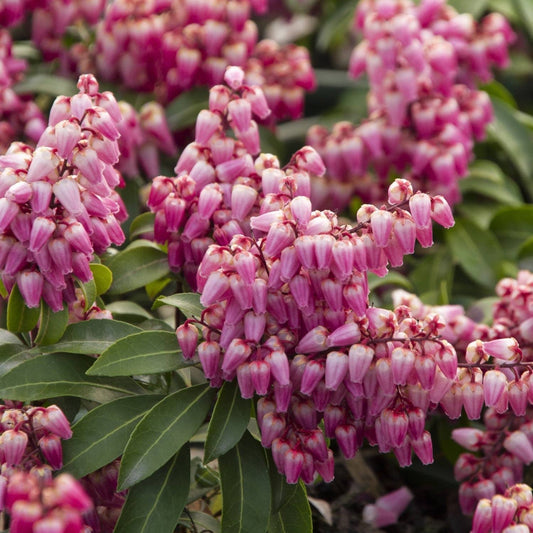 Enchanted Forest® Impish ElfTM Pieris