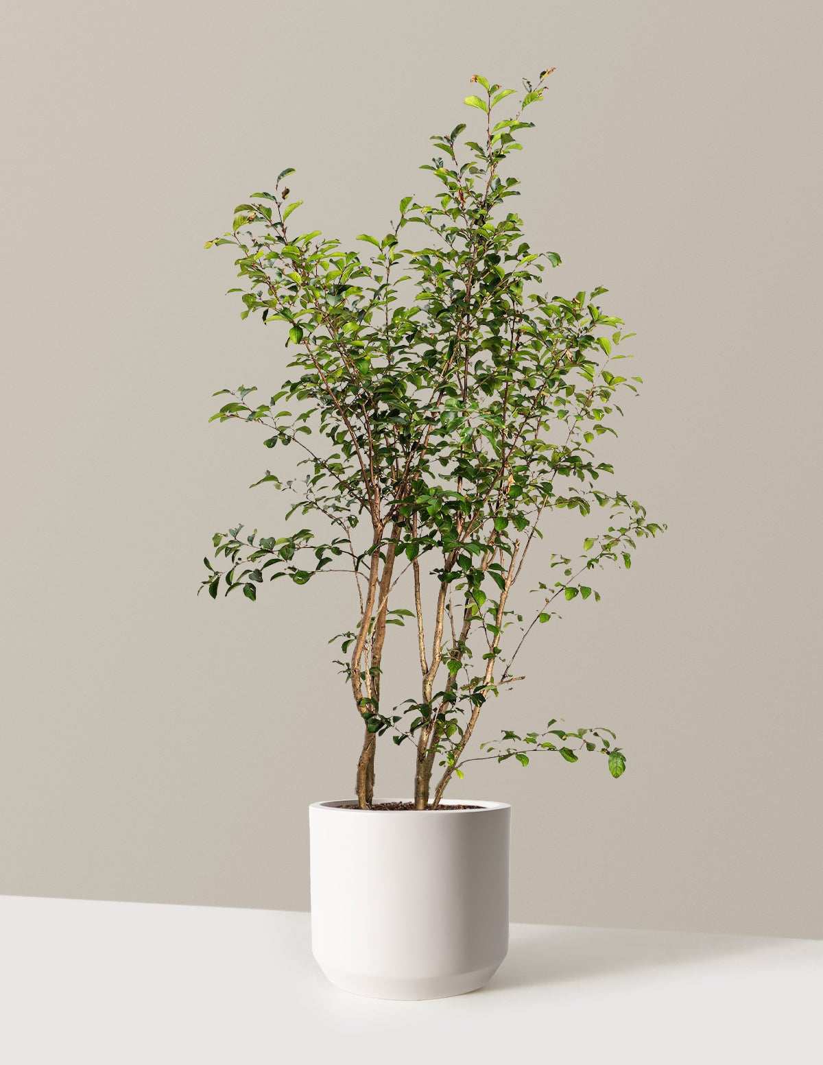 Tuscarora Crapemyrtle