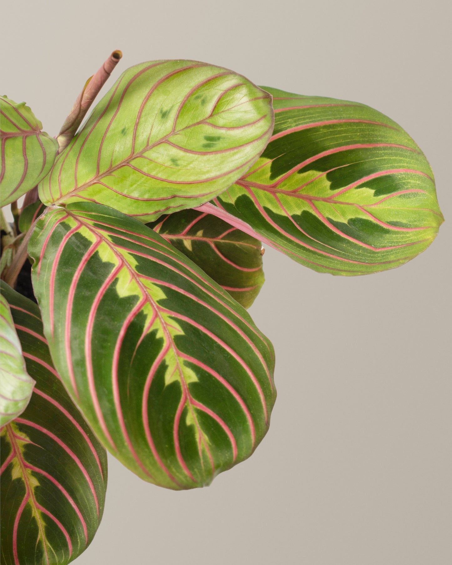 Red Prayer Plant