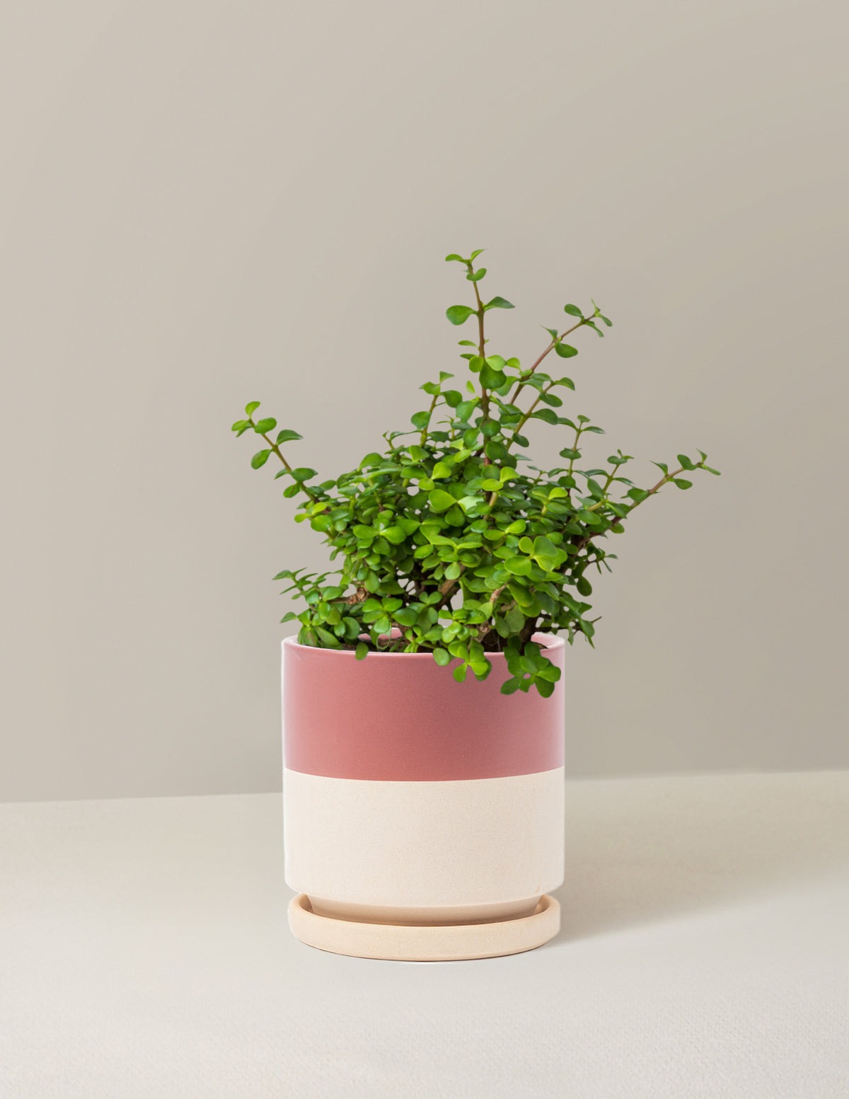 Elephant Bush Prosperity Plant