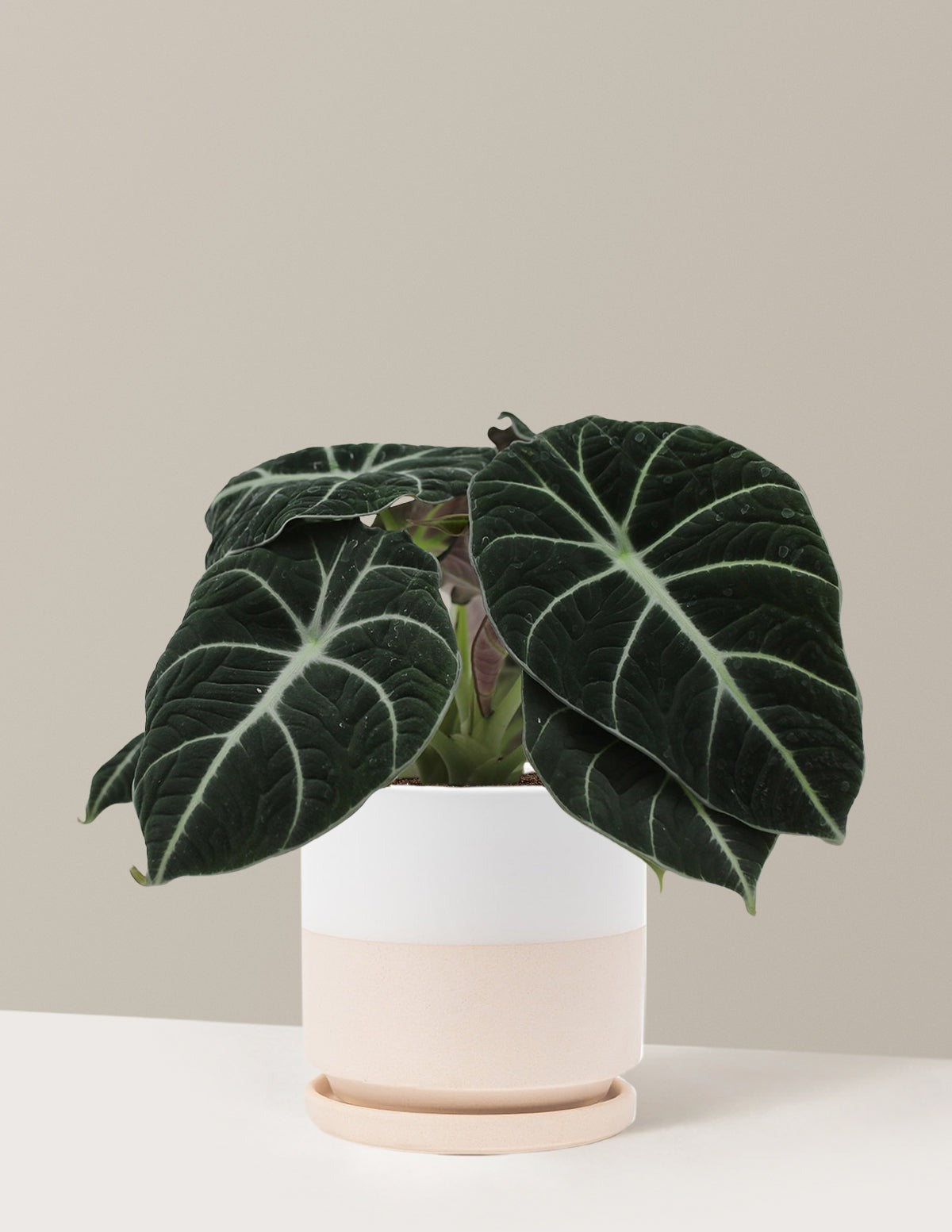 Alocasia Black Velvet
