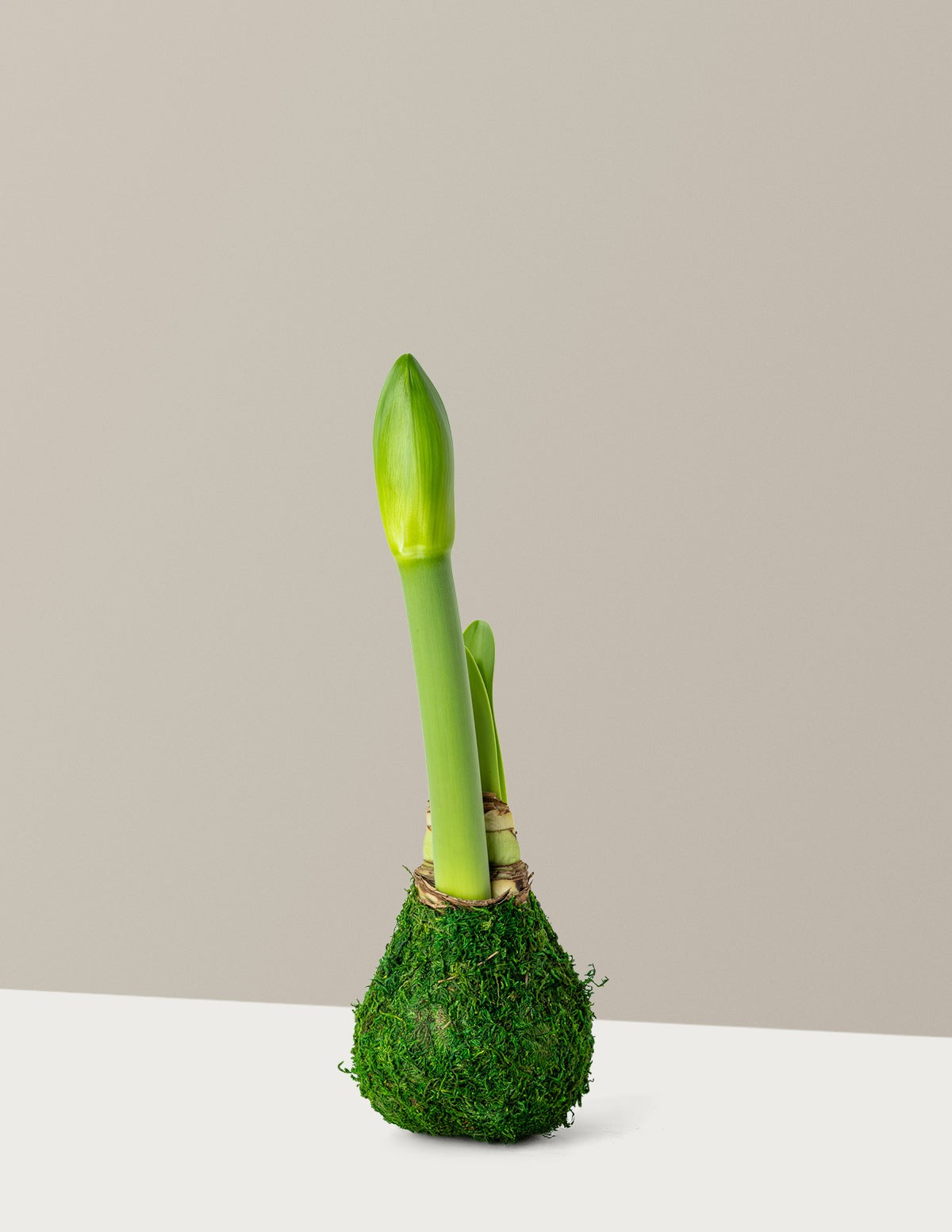 Waxed Amaryllis Bulb