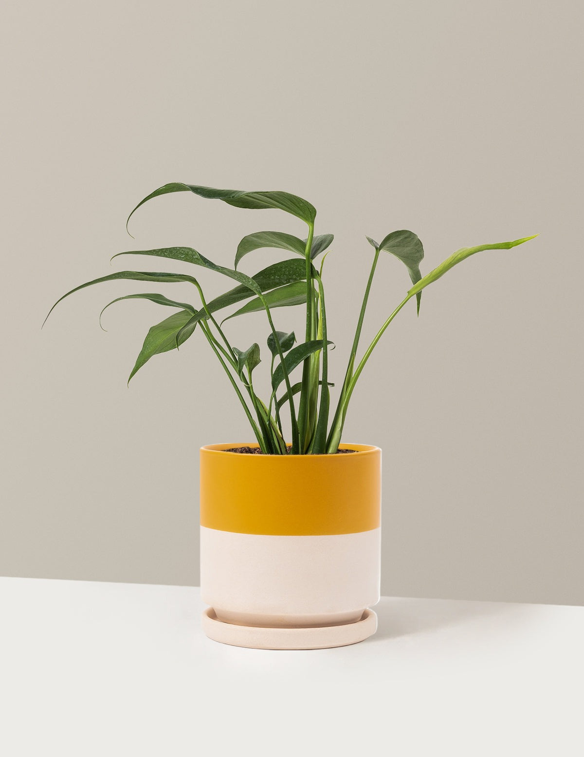 Monstera Burle Marx Flame