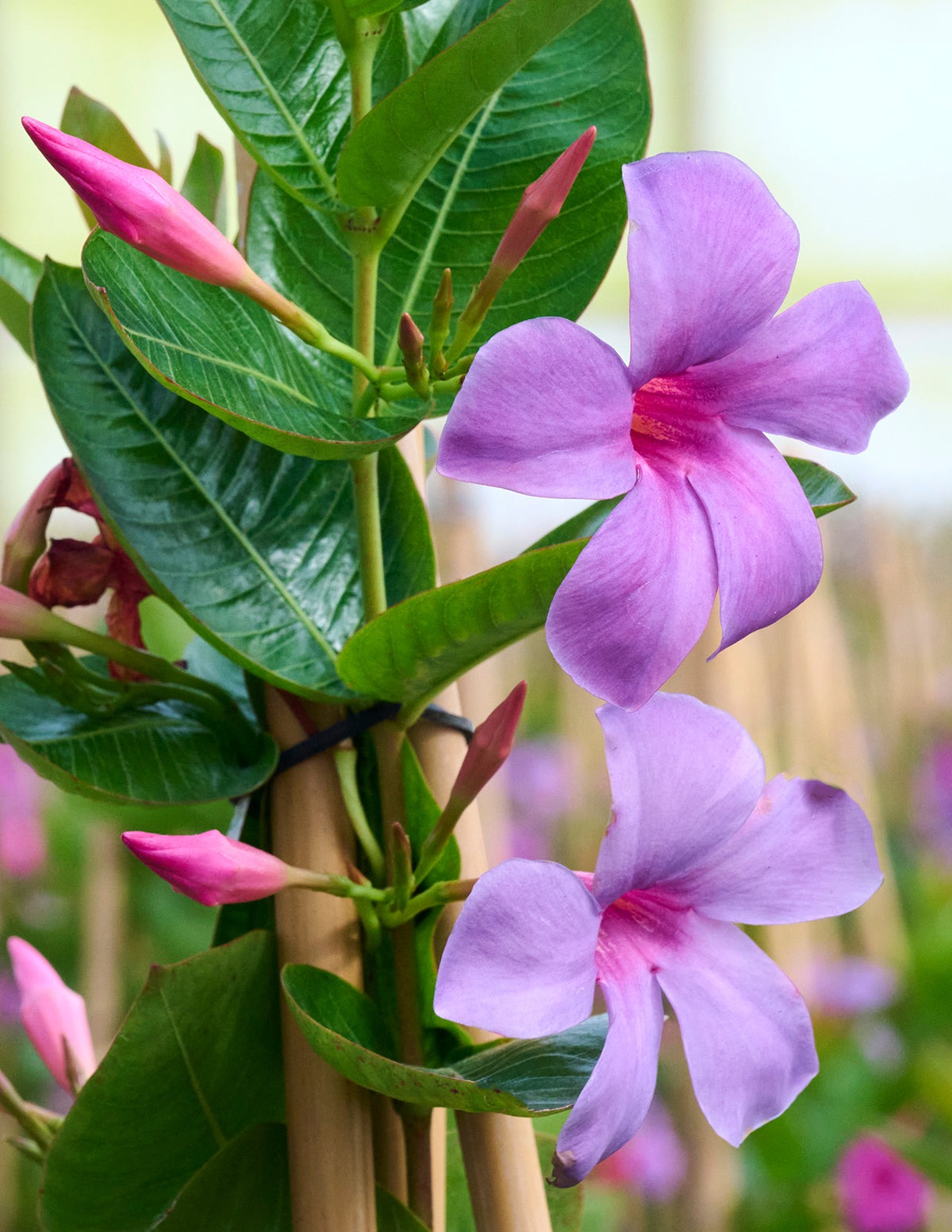 Sun Parasol® Original XP BluephoriaTM Mandevilla