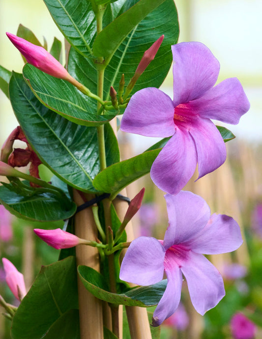 Sun Parasol® Original XP BluephoriaTM Mandevilla