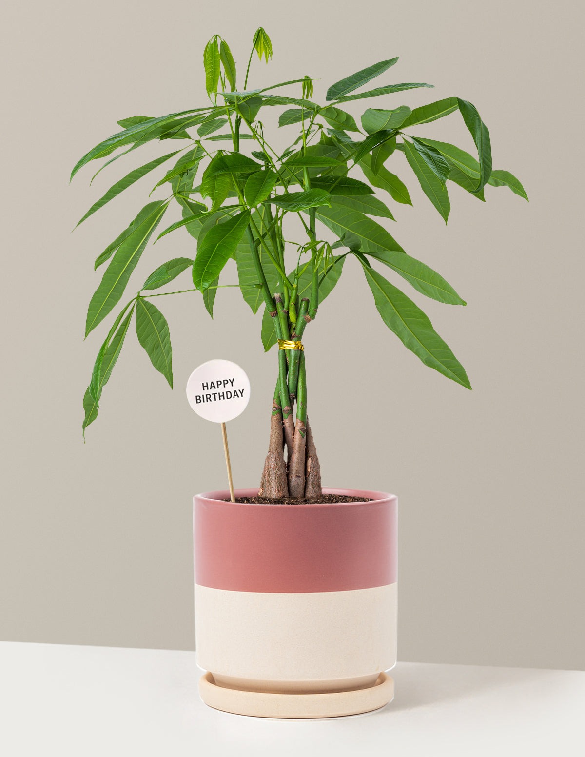 Happy Birthday Money Tree Plant