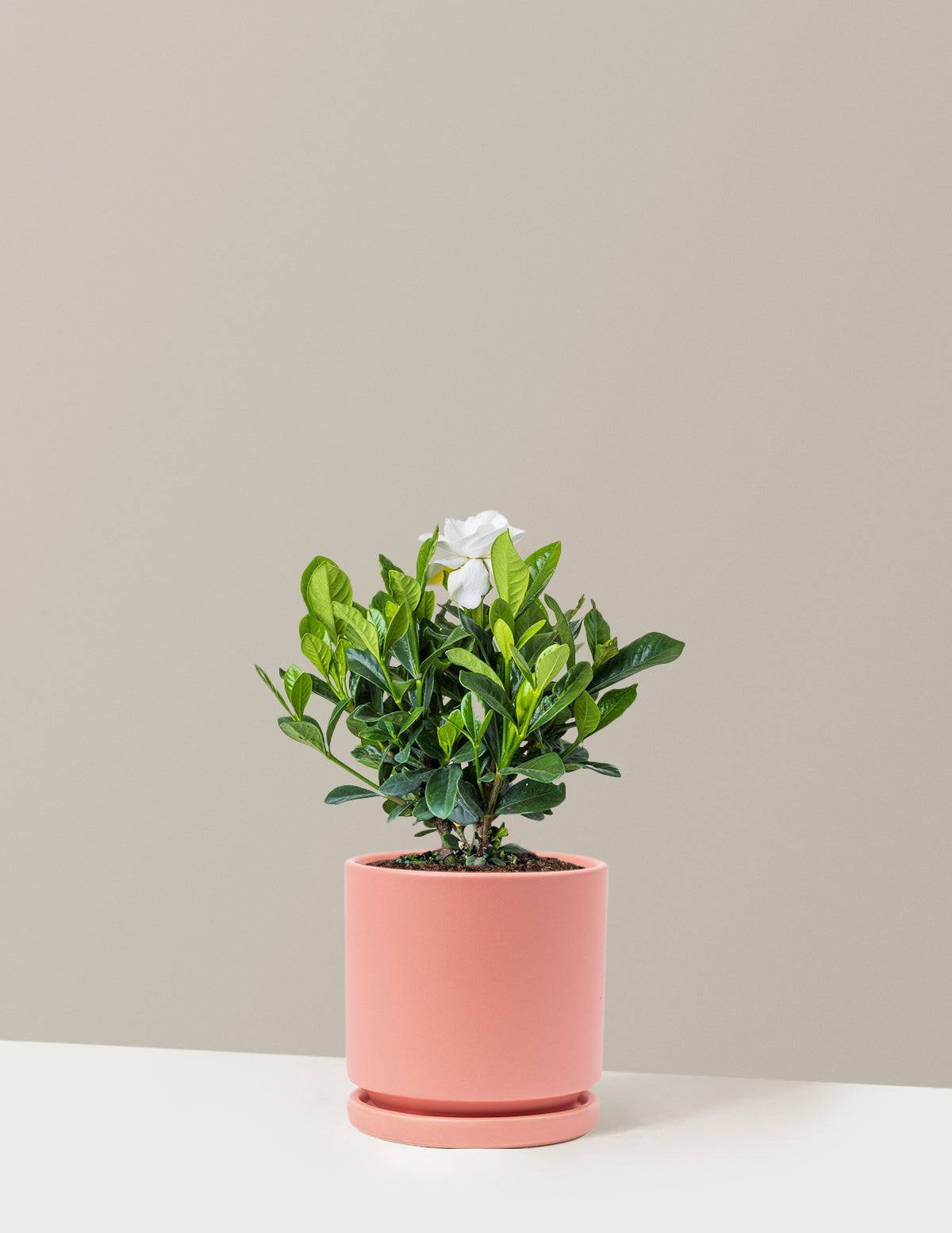 Gardenia Bush