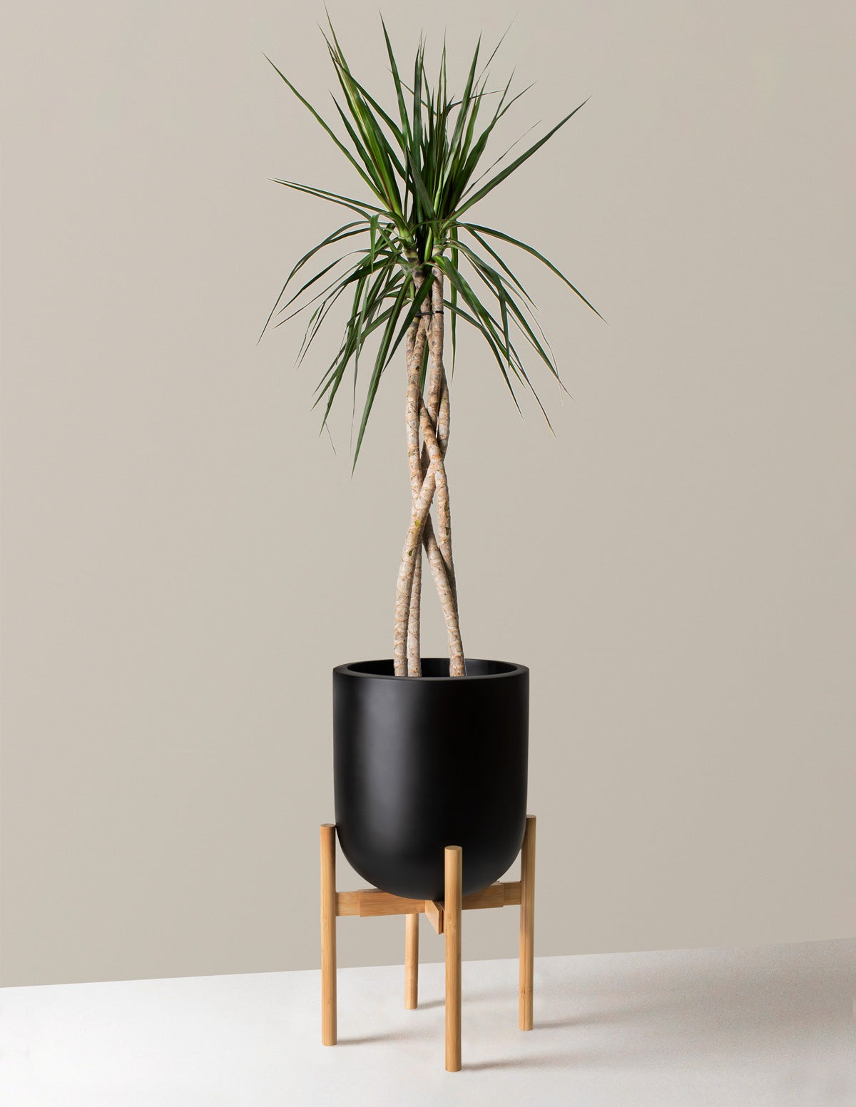 Dracaena Marginata Open Weave