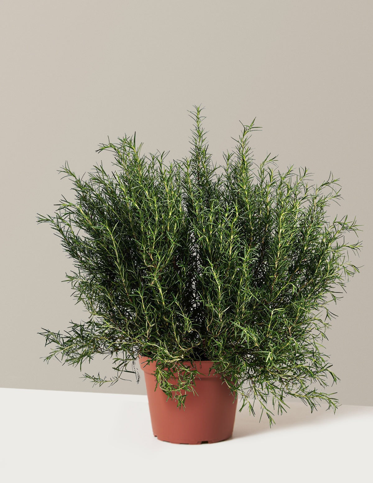 Tuscan Blue Rosemary