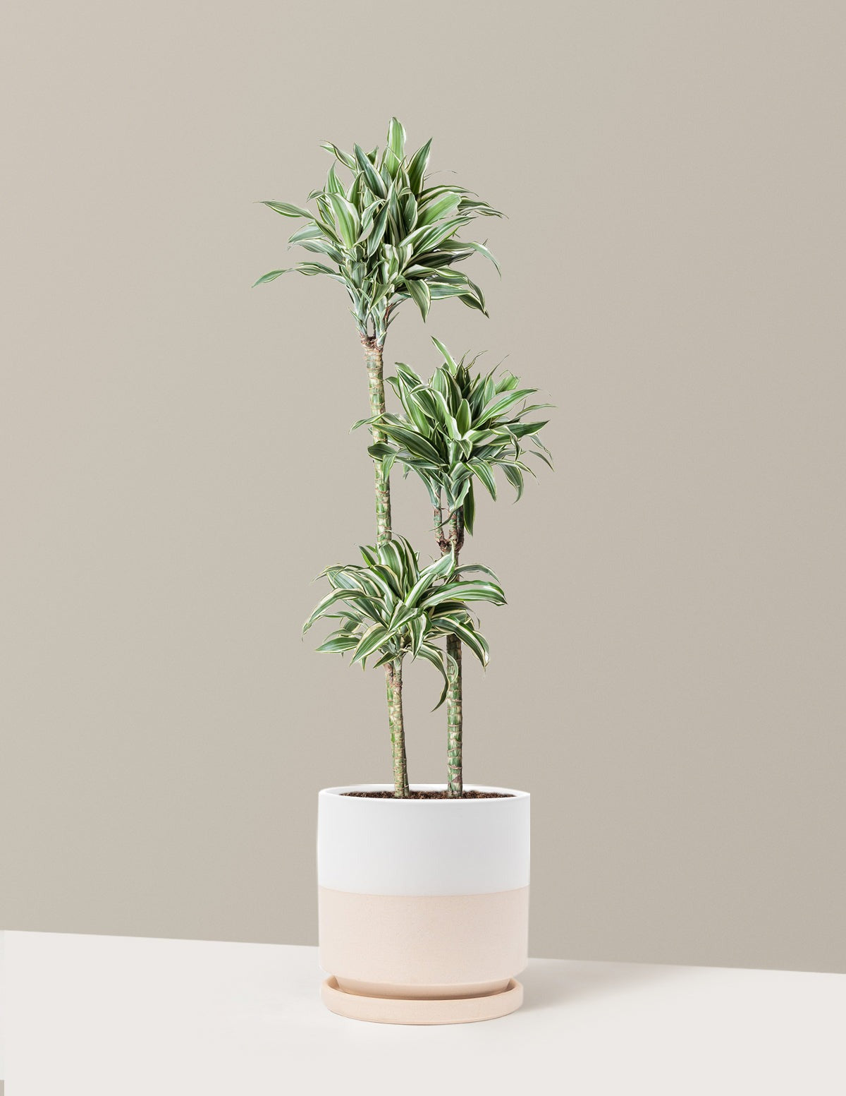 Large Dracaena Warneckii White Jewel
