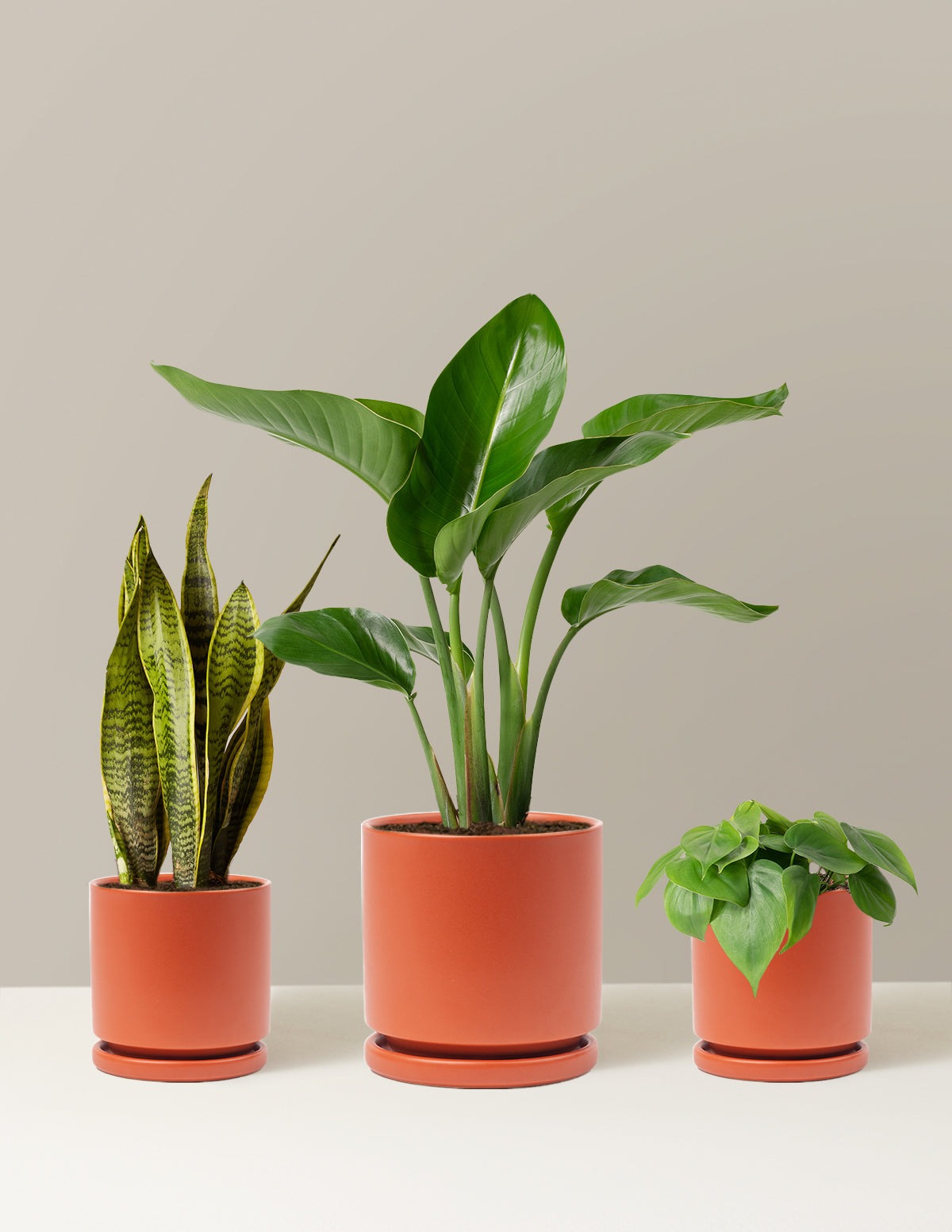 New Digs Plant Trio