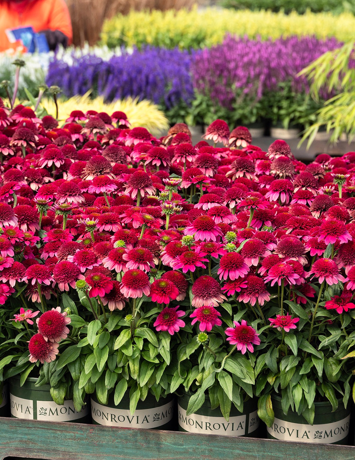 Double ScoopTM Watermelon Deluxe Coneflower