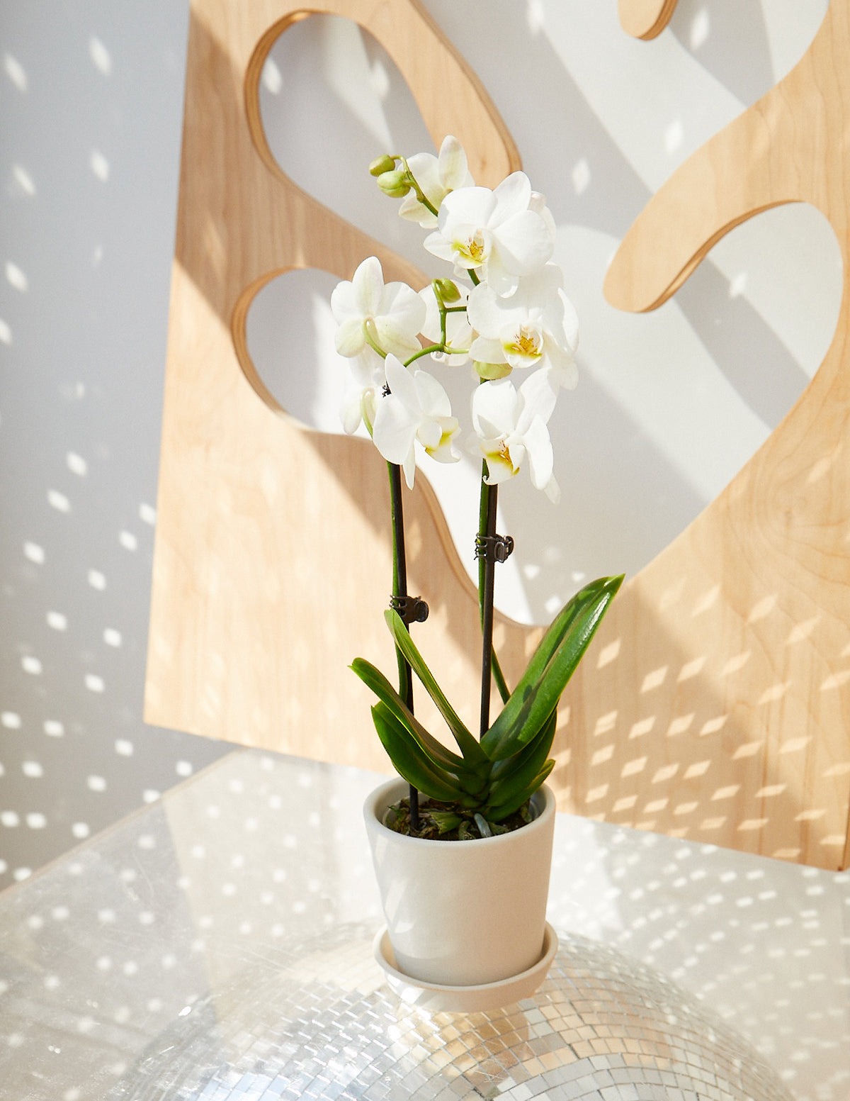 Classic Orchid Party Pack