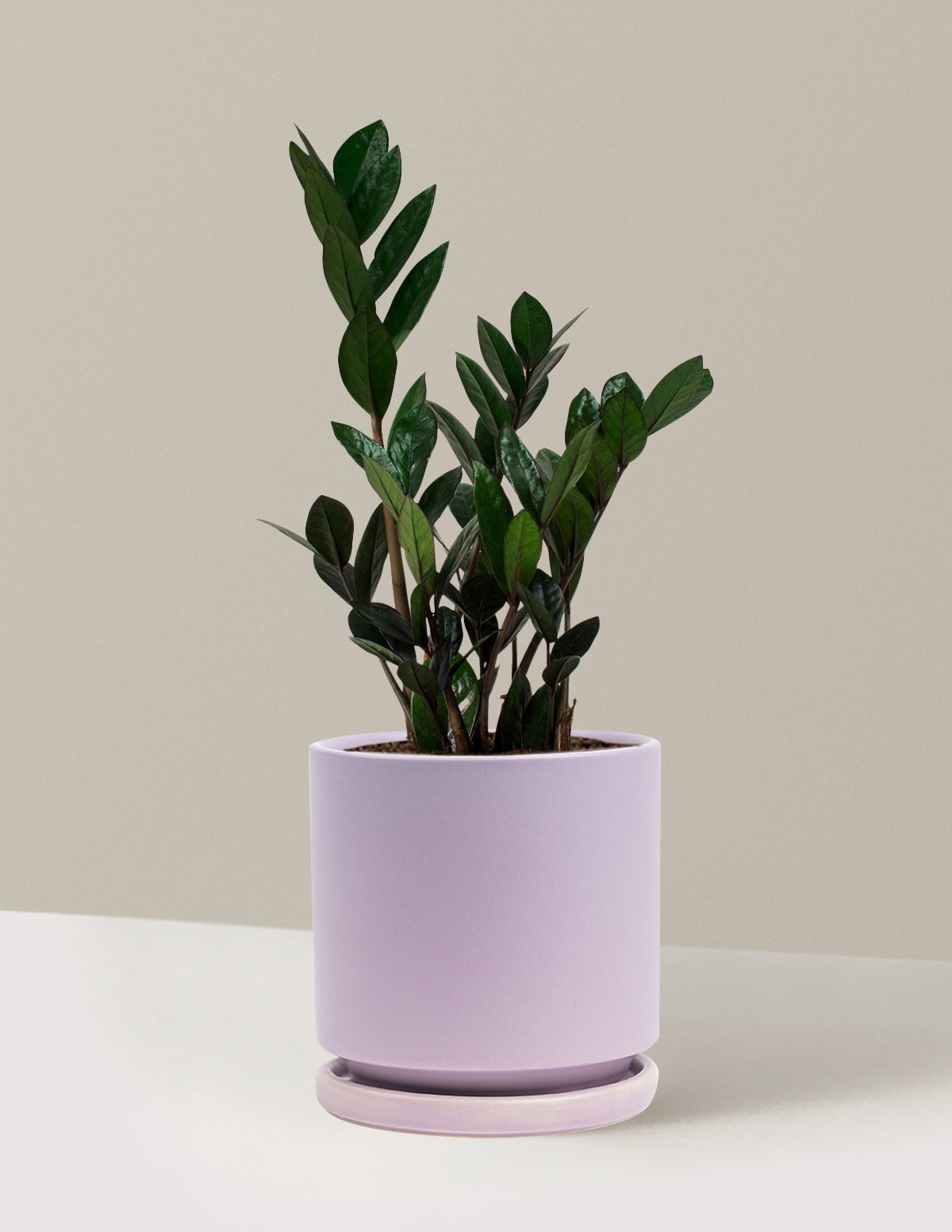Plant Of The Month Club