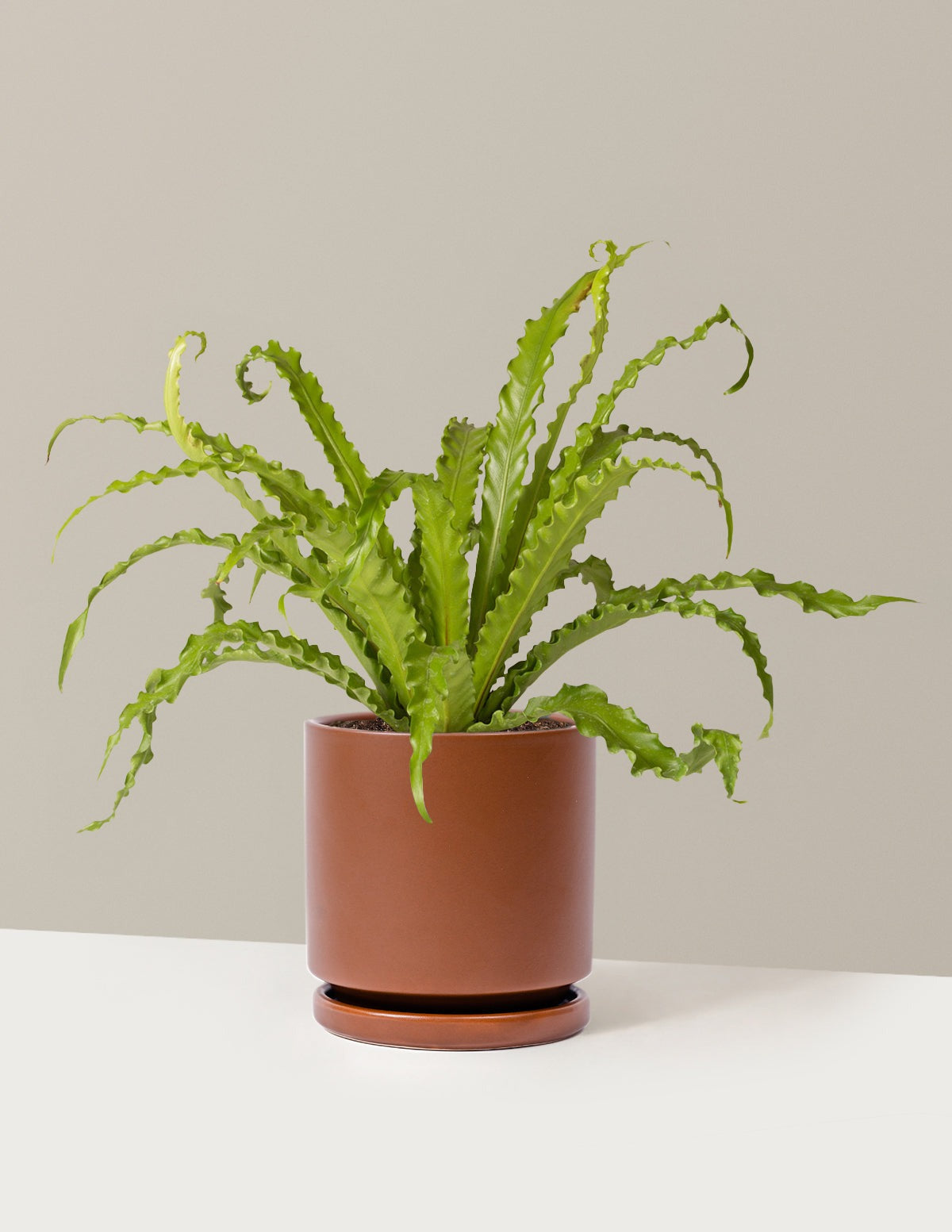 Bird's Nest Fern