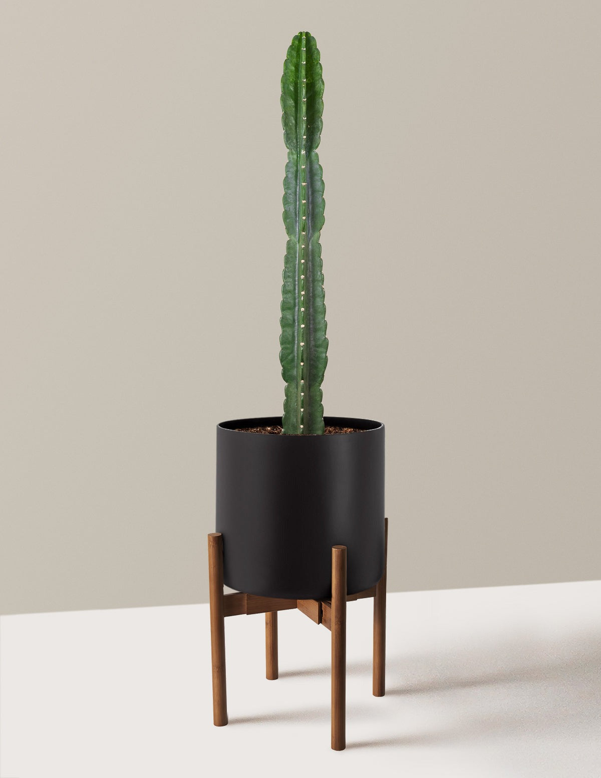 Cuddly Cactus
