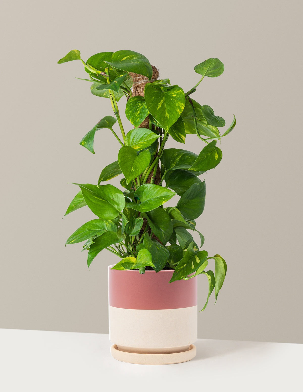 Golden Pothos Totem