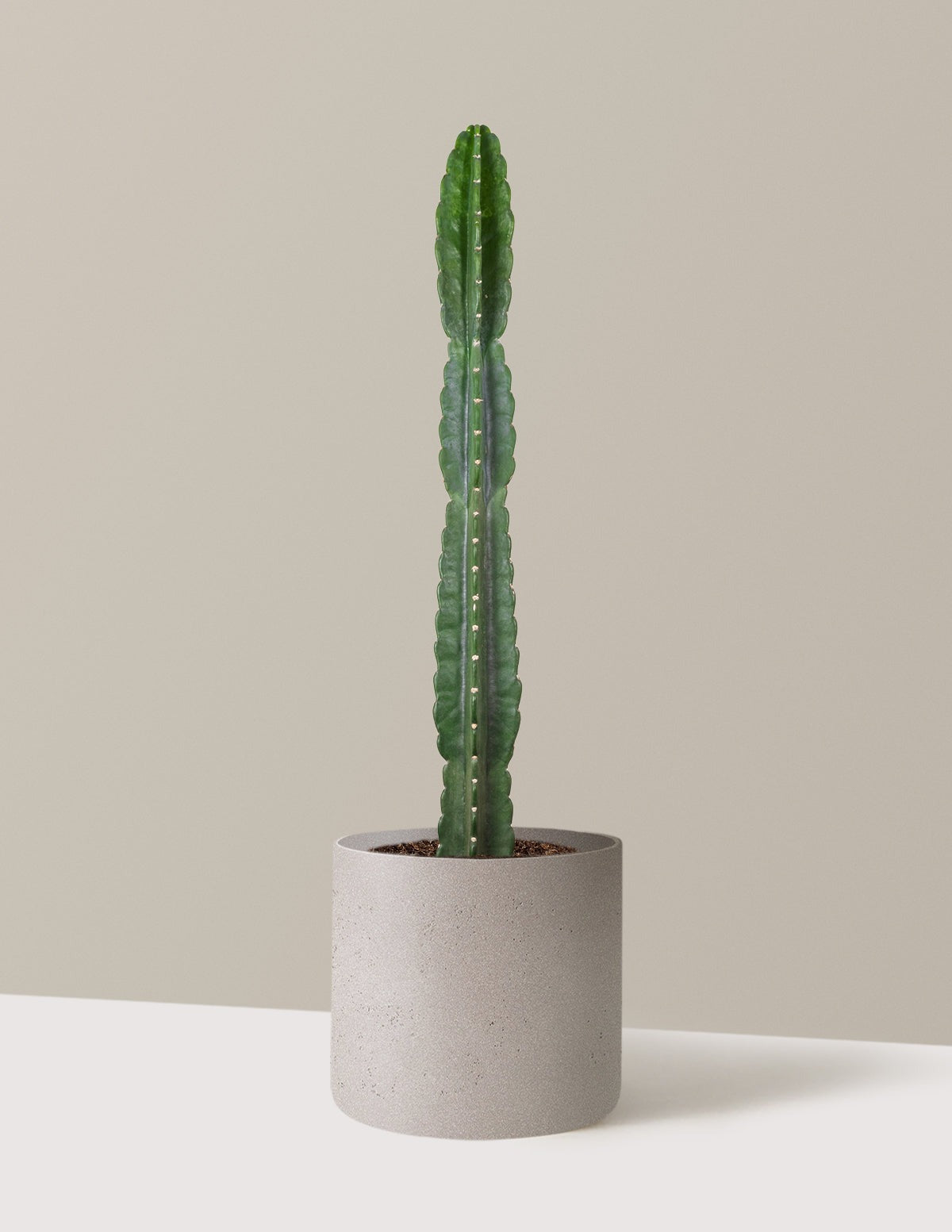Cuddly Cactus