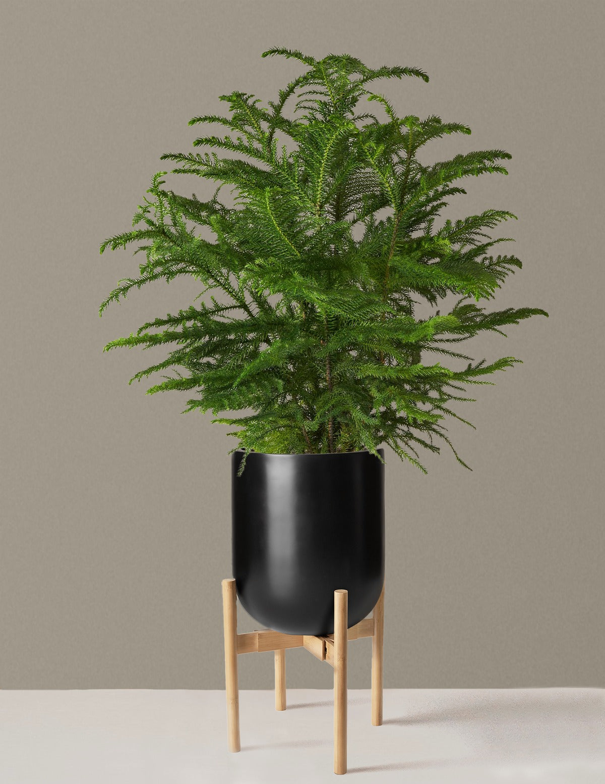 Norfolk Island Pine
