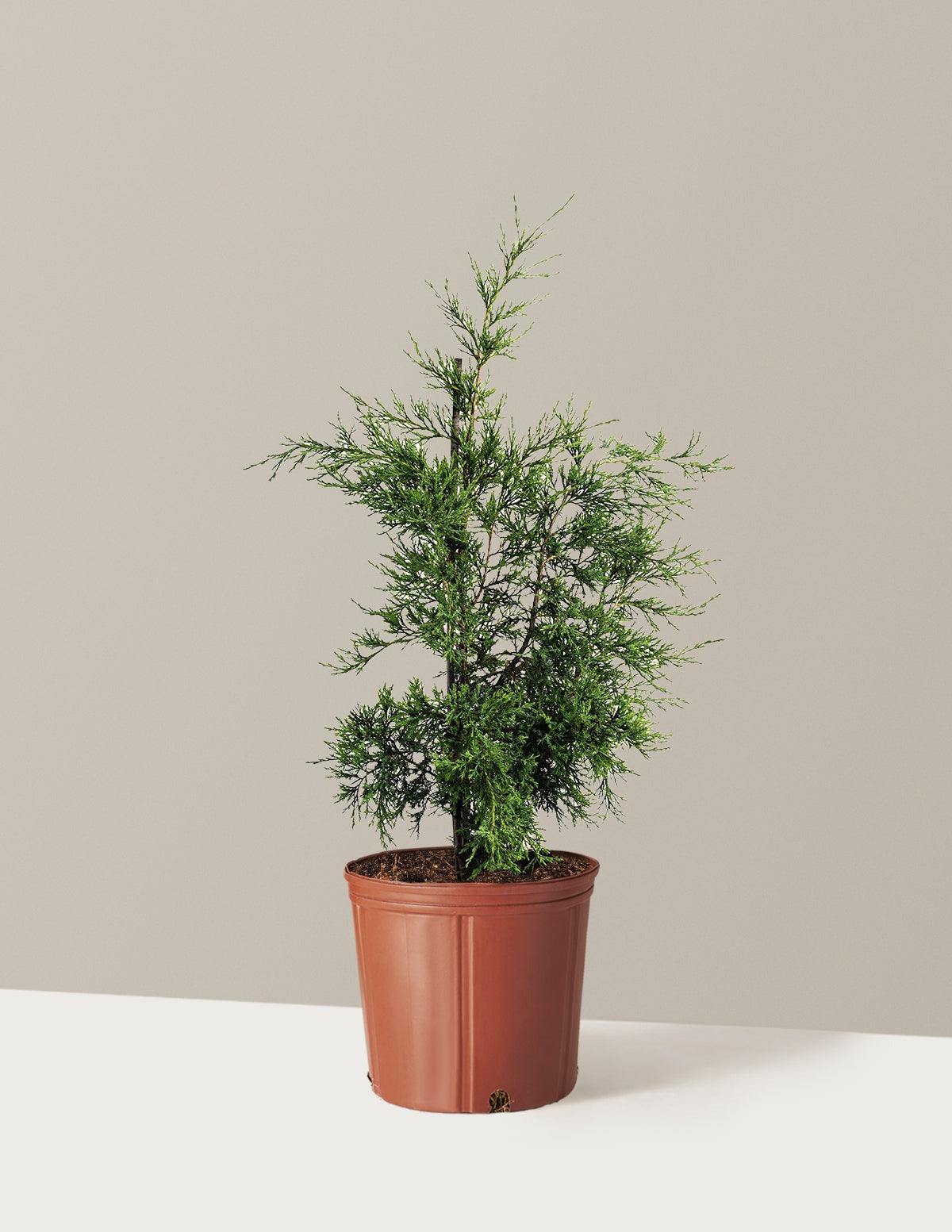 Taylor Juniper