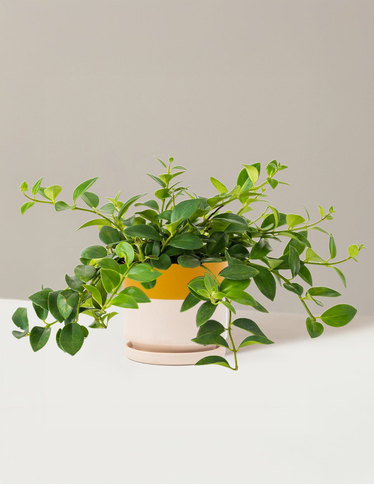 Lipstick Plant