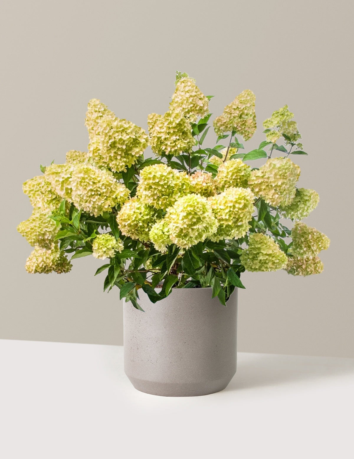 Dragon BabyTM Hydrangea