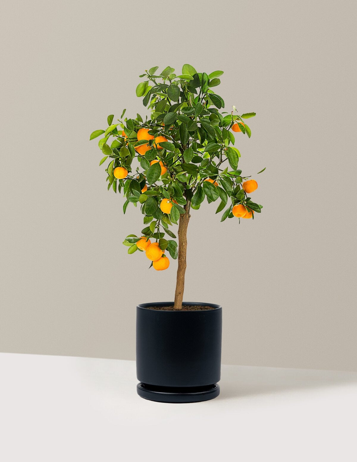 Calamondin Orange Bush