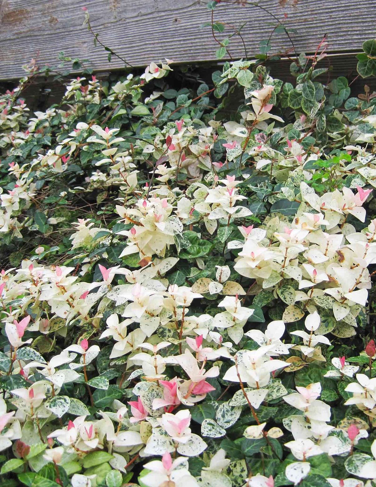 Snow-N-SummerTM Asiatic Jasmine