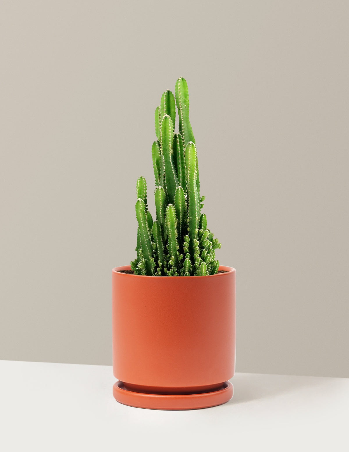 Fairy Castle Cactus