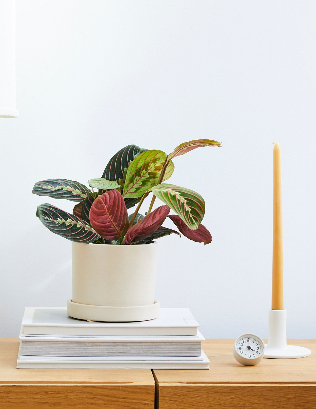 Red Prayer Plant
