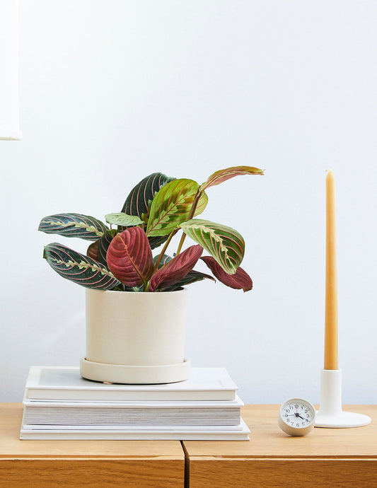 Red Prayer Plant