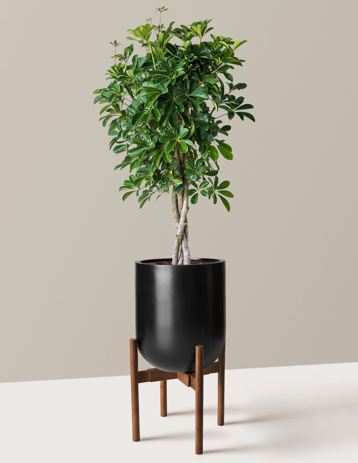 Schefflera Arboricola Braid