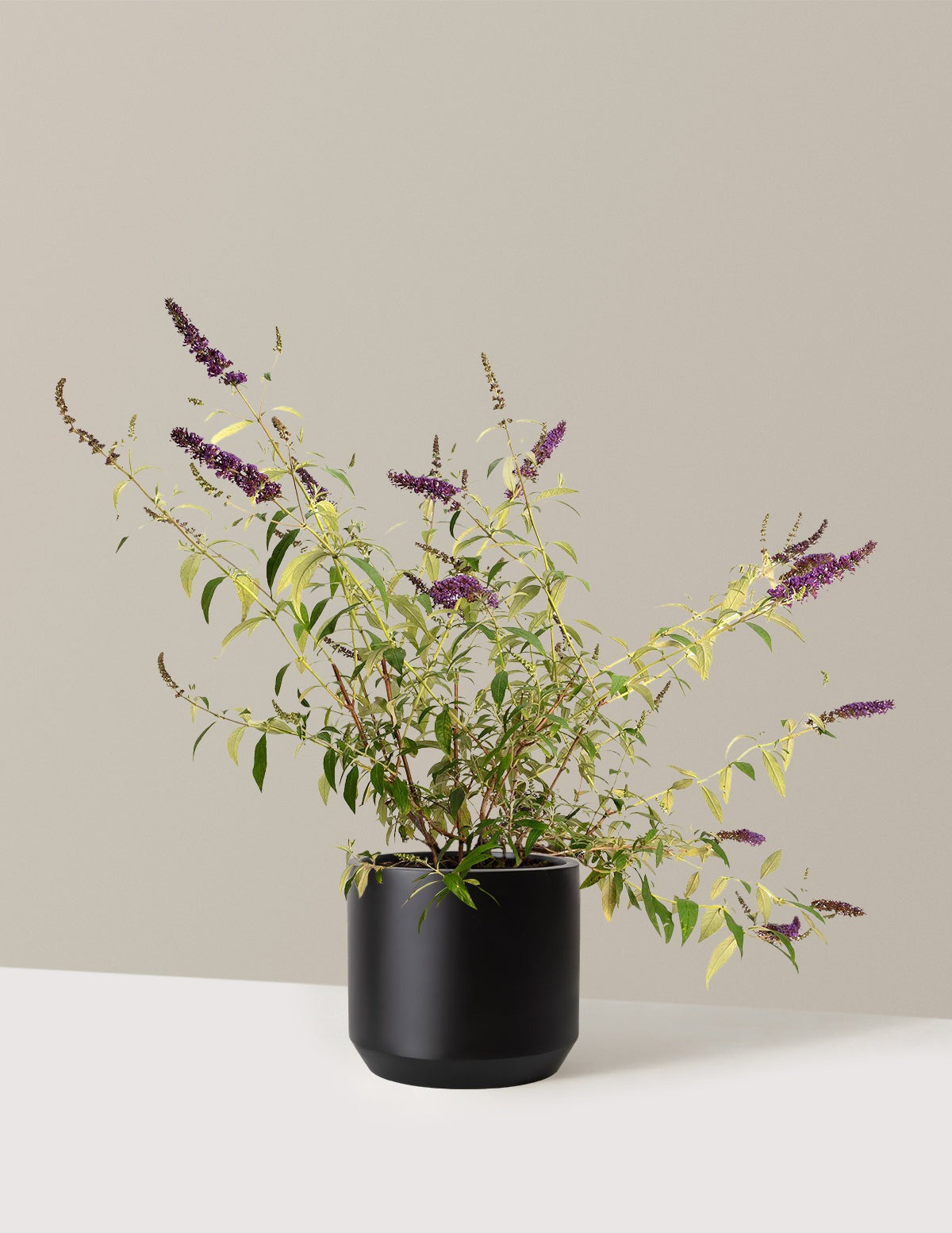 Black Knight Butterfly Bush