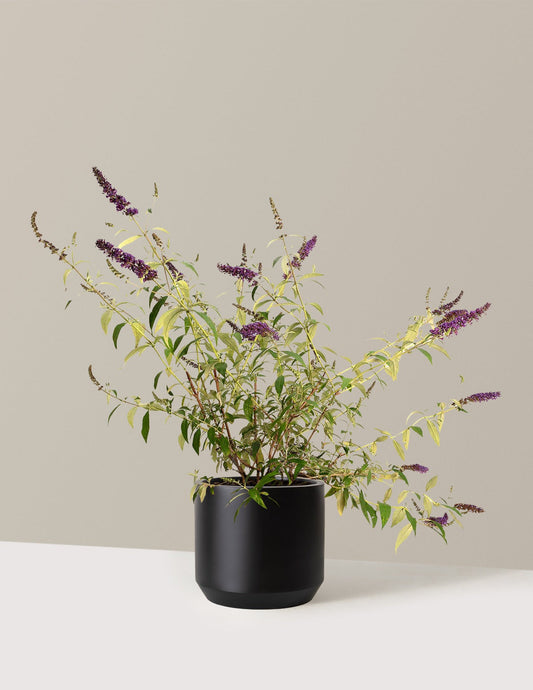 Black Knight Butterfly Bush