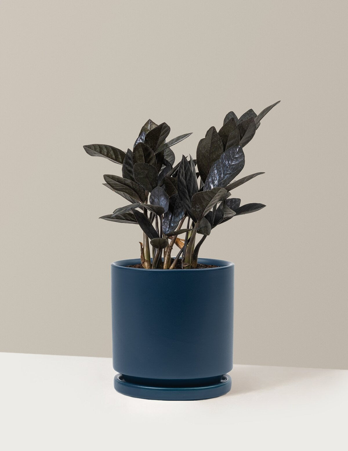 Black ZZ Plant