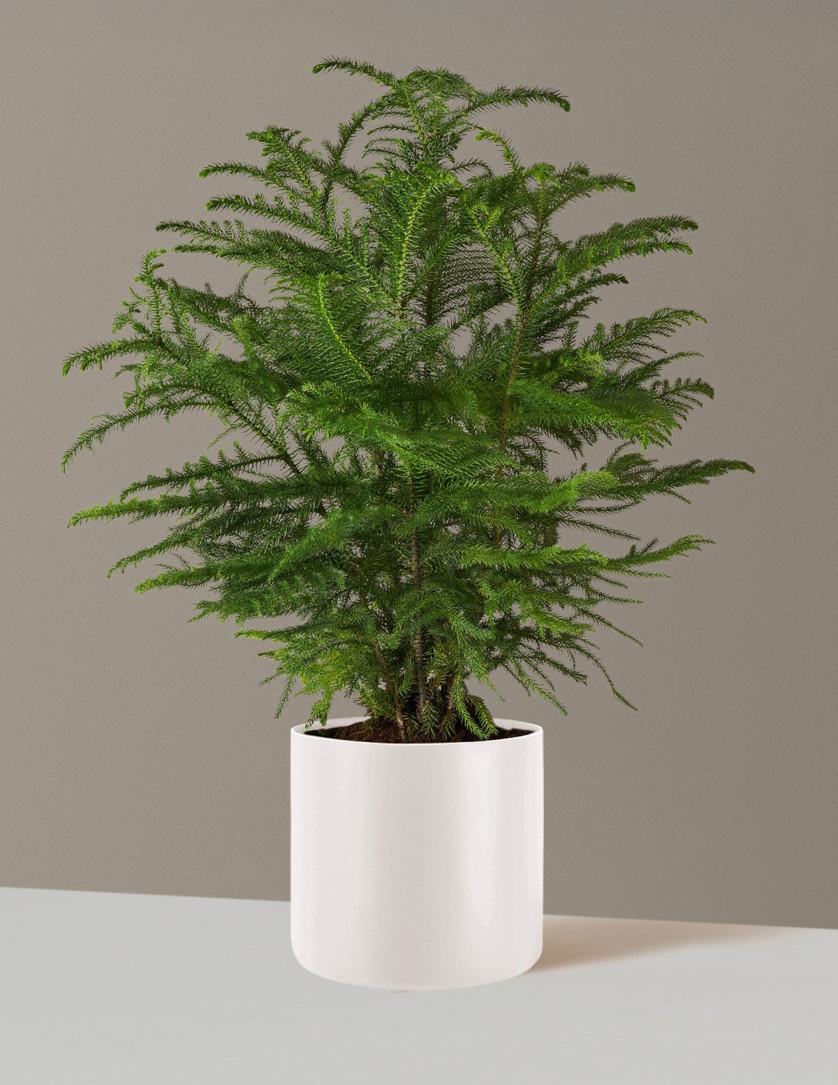Norfolk Island Pine