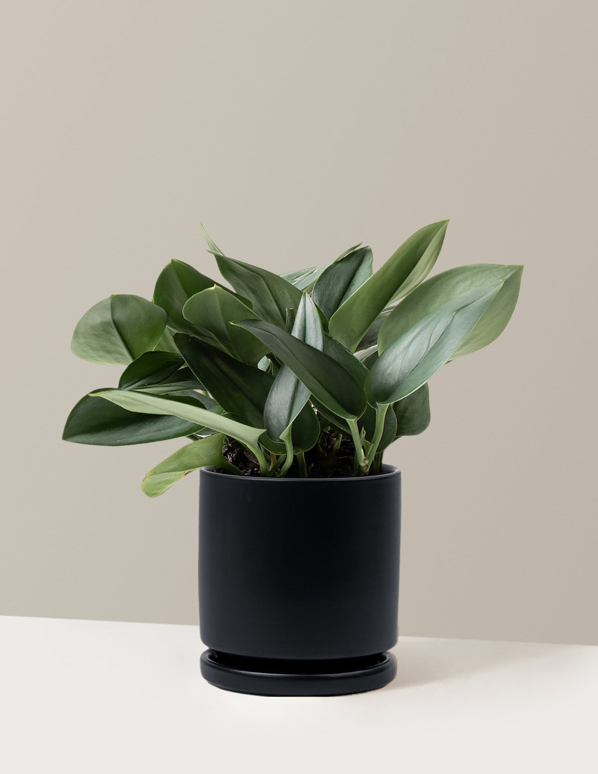 Pothos Sterling Silver