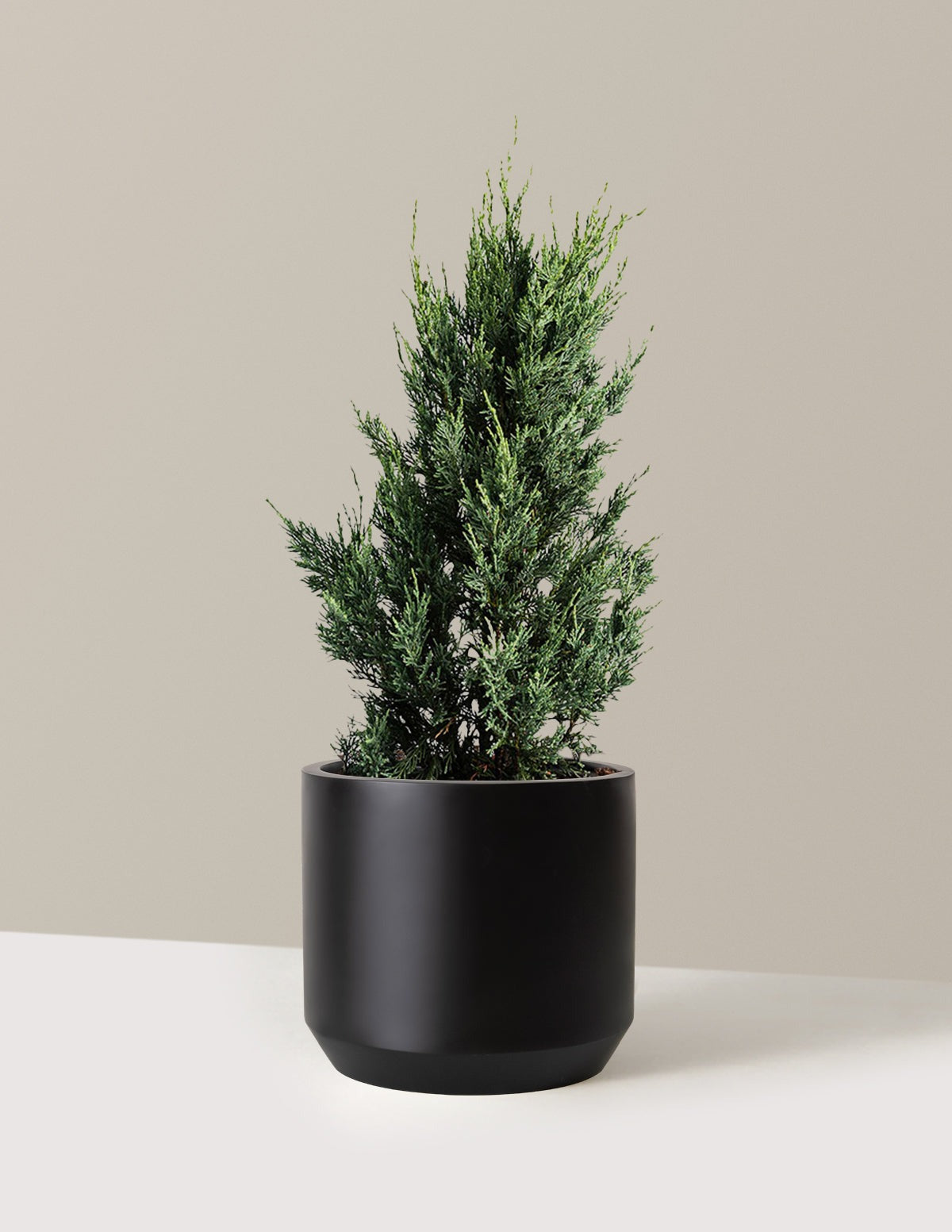 Moonglow Juniper Tree