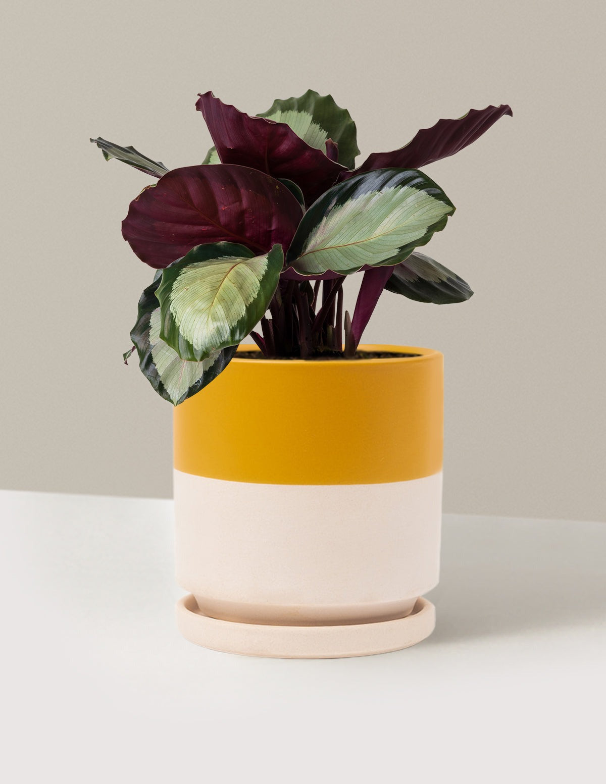 Calathea Rosy