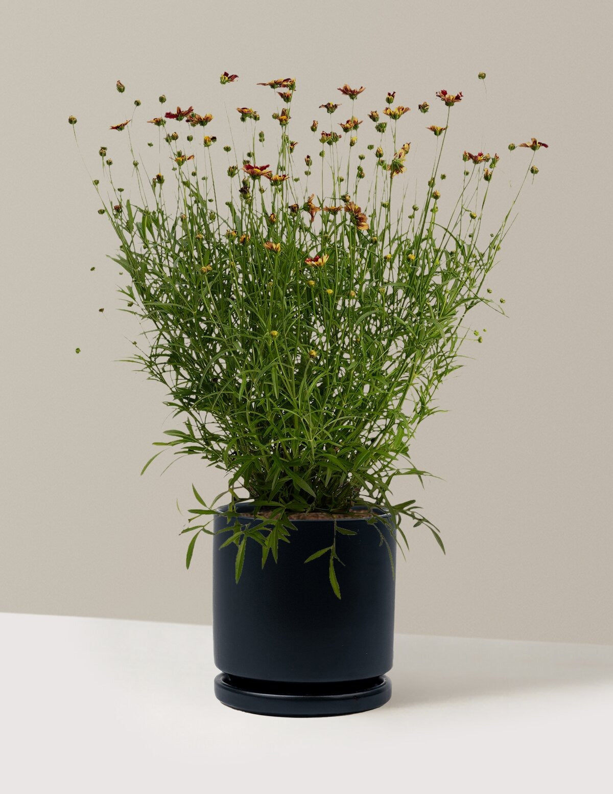 Li'l BangTM Red Elf Coreopsis