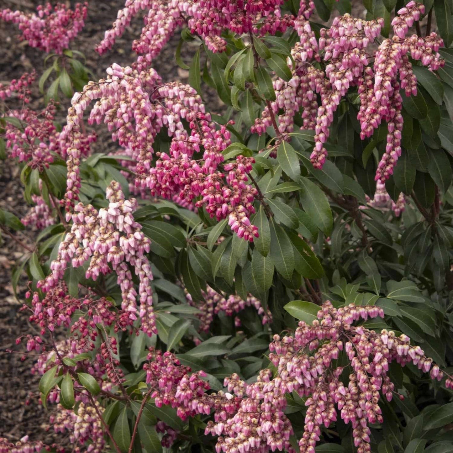 Enchanted Forest® Impish ElfTM Pieris